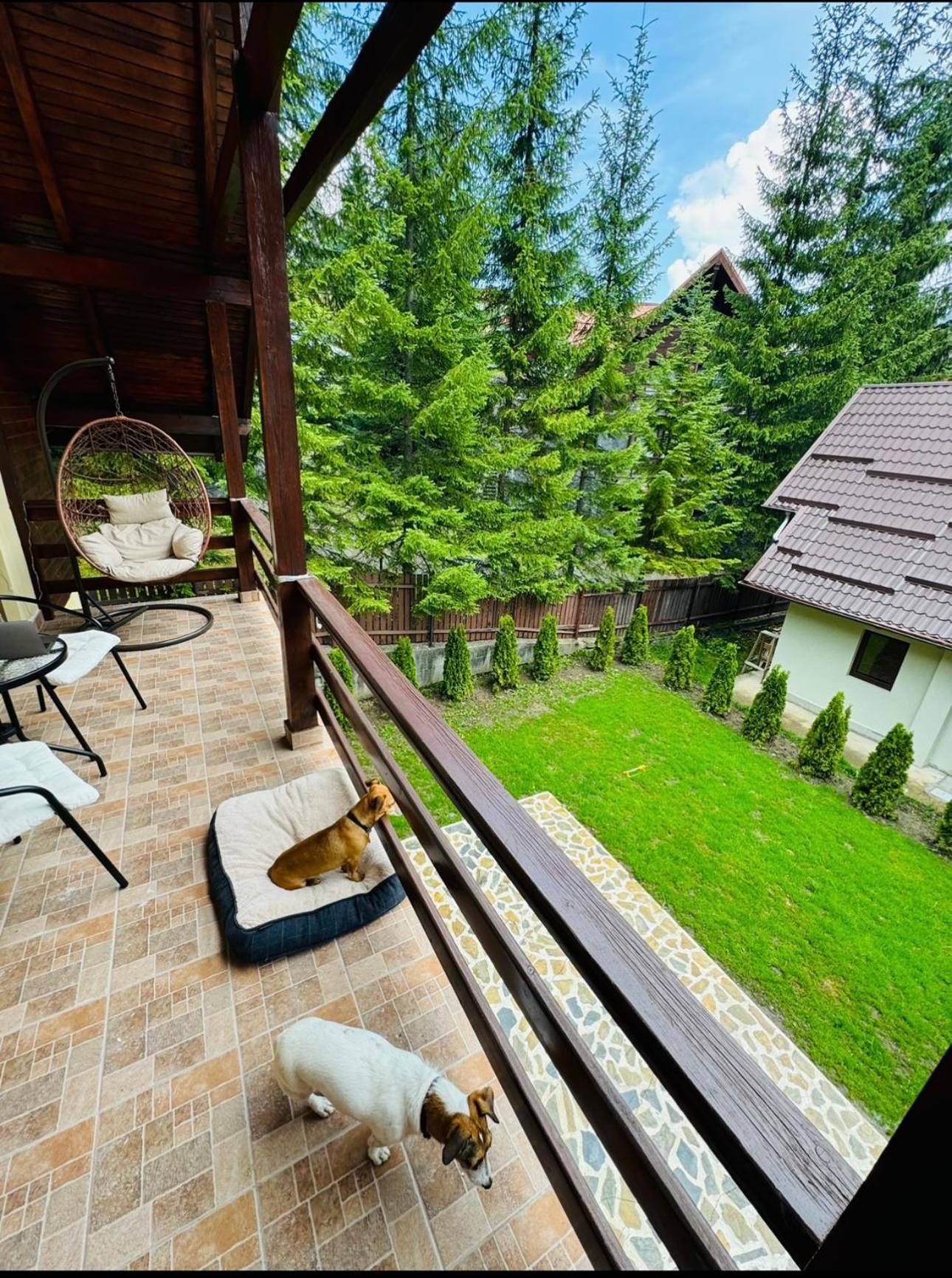 Ollie'S Mountain Chalet Busteni Exterior photo